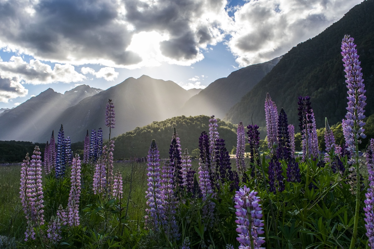 lupin season in new zealand