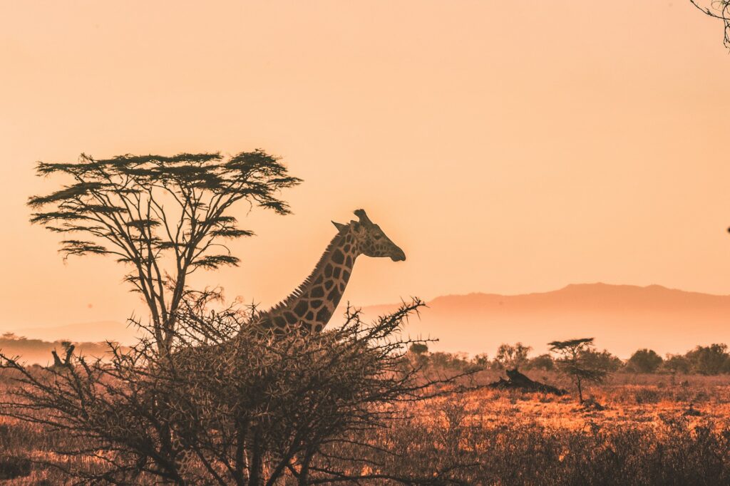 A giraffe at sunset in the African desert