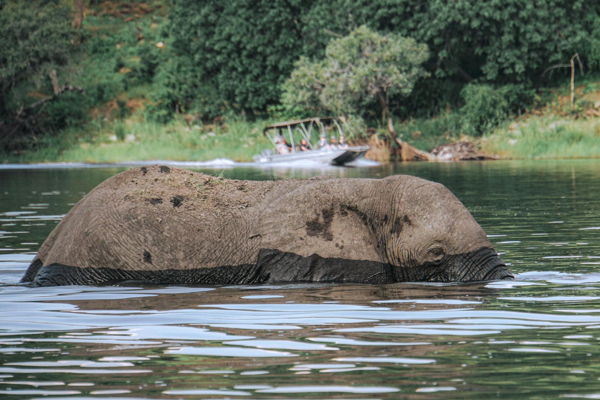 an elephant partially submerged in the Chobe River in Botswana