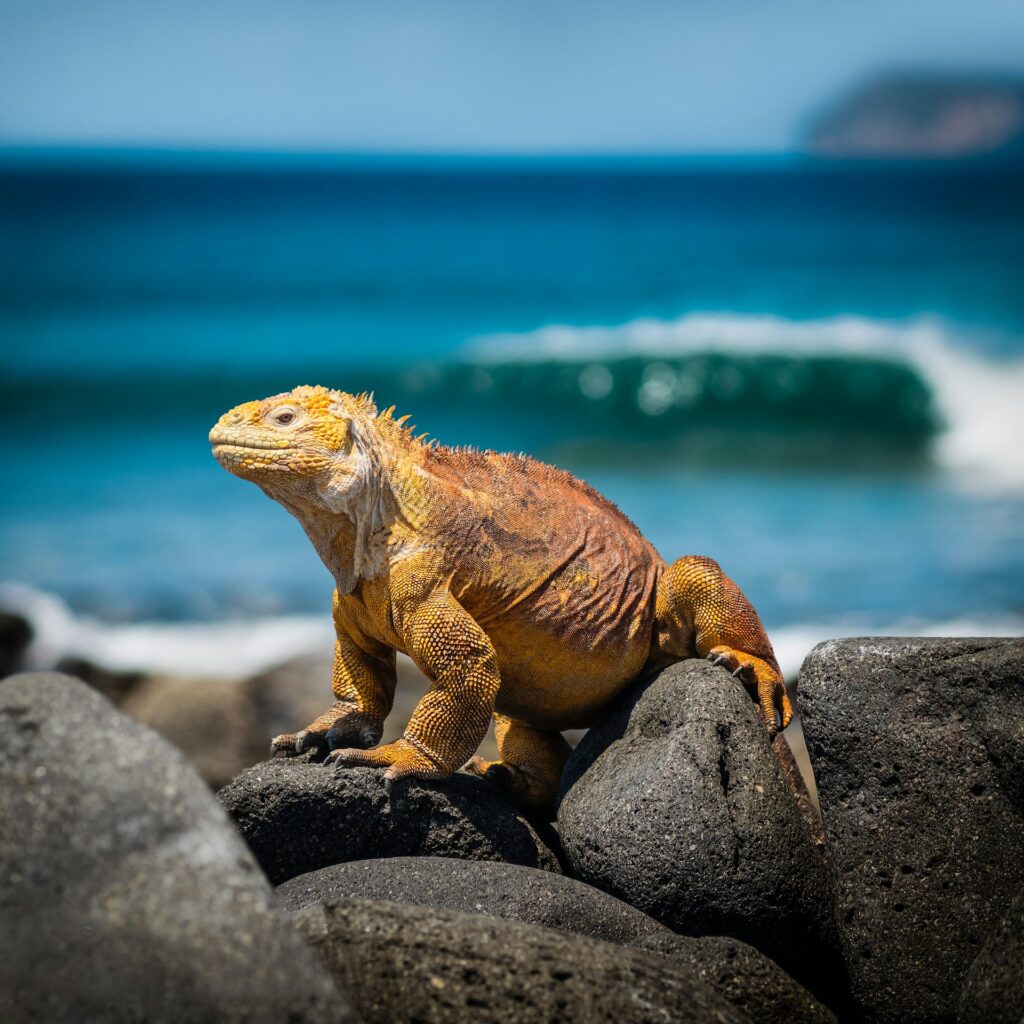 yellow iguana bathing on a rock in Galapagos islands