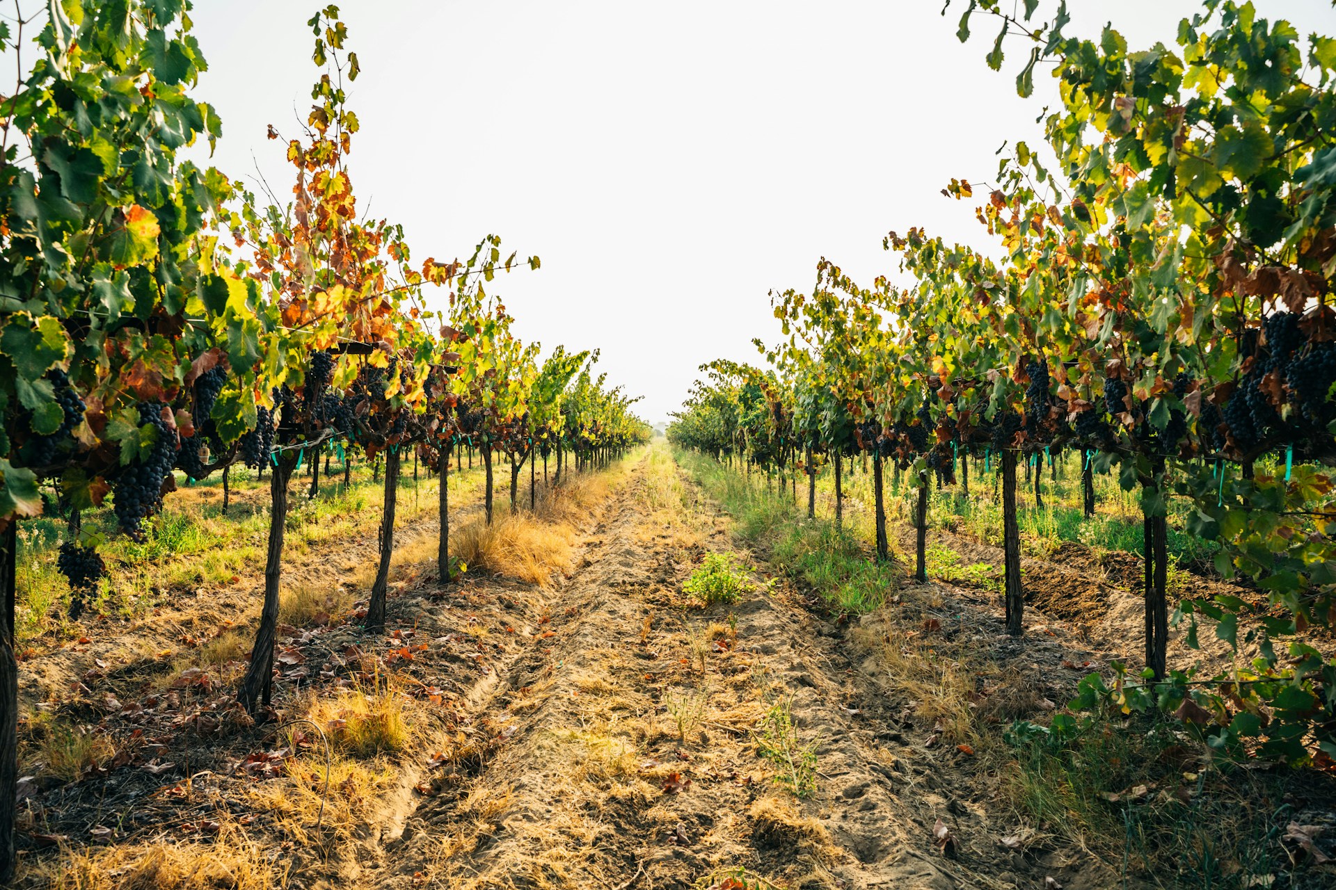 Beautiful morning in California winery just outside of fresno