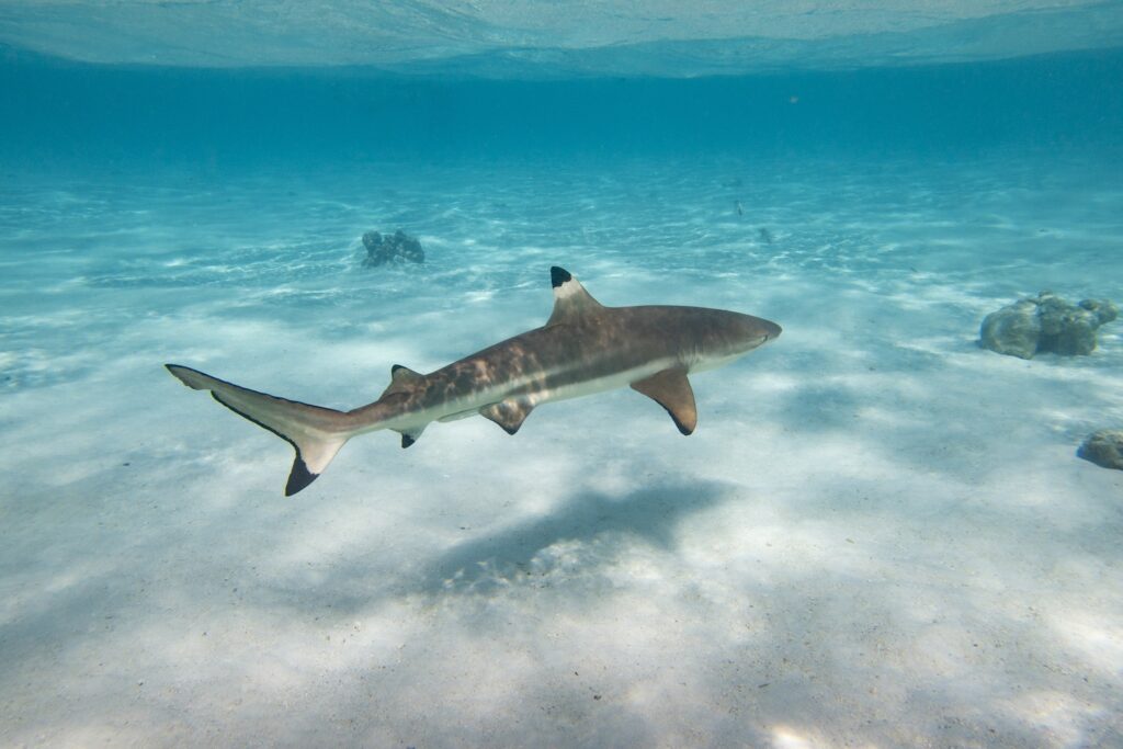 black tip shark seen scuba diving in bora bora