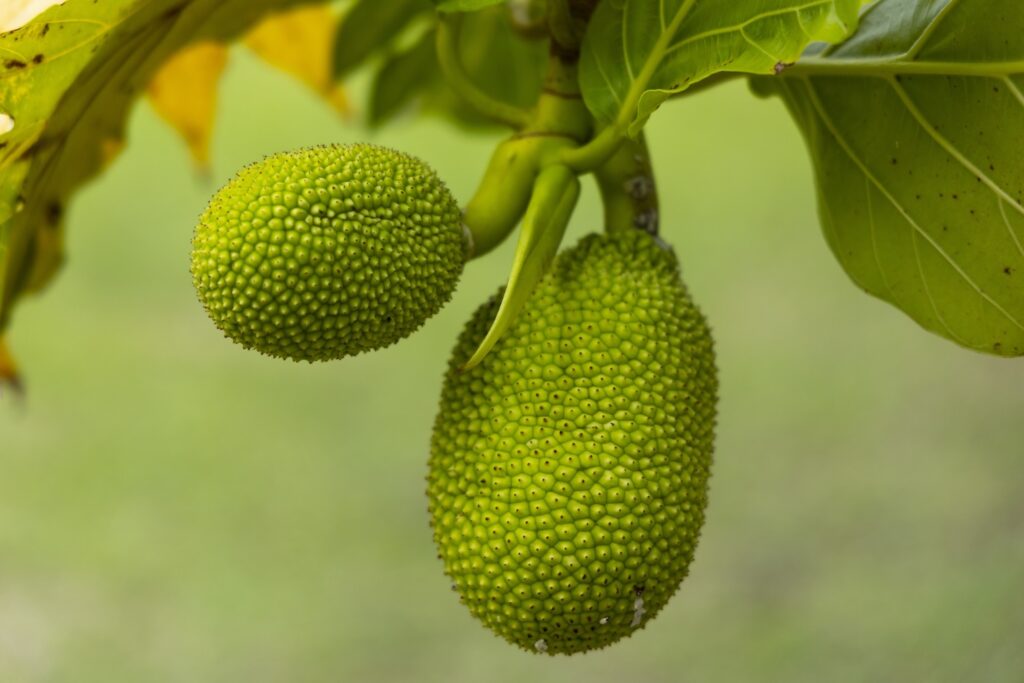 breadfruit