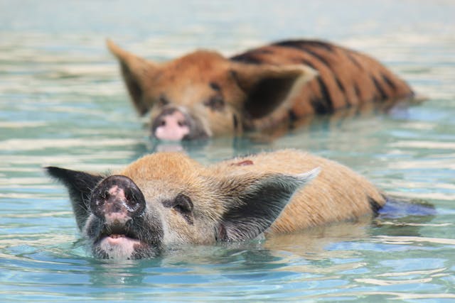 Brown and Black pig swimming in the Water at black point bahamas