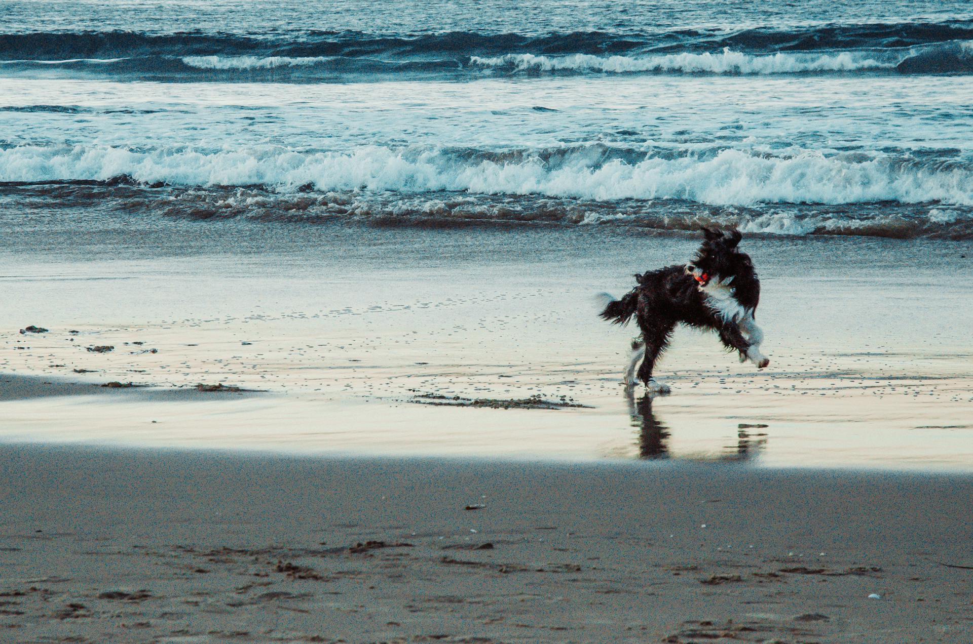 Energetic Dog Playing by the Ocean Waves