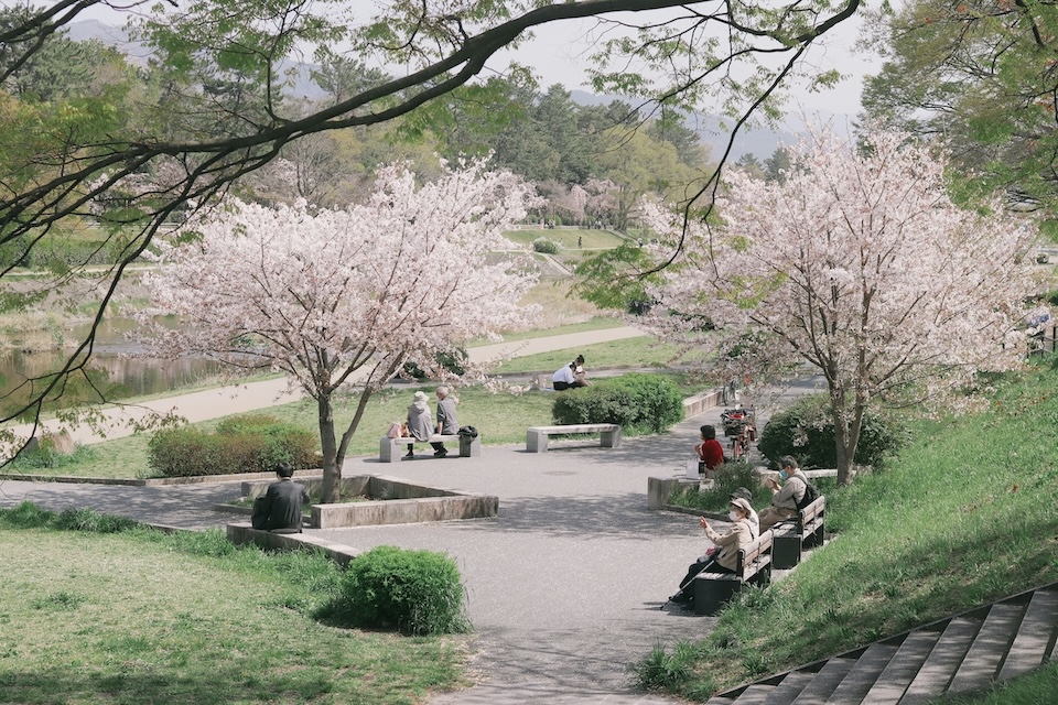 a garden with flowering trees in Kyoto Japan