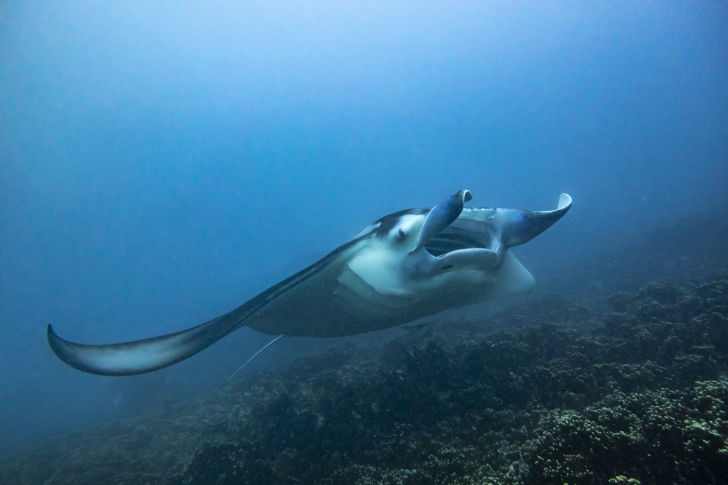 manta in bora bora