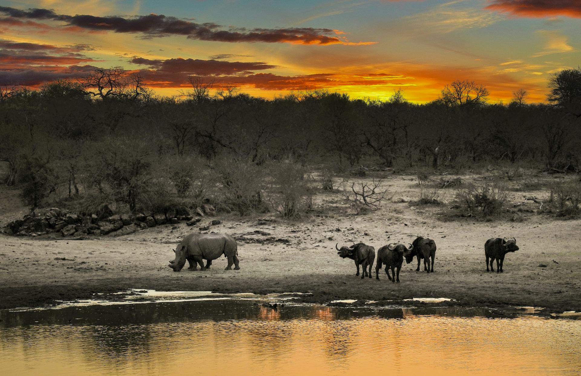 Rhinos beside body of water at Kruger park south africa