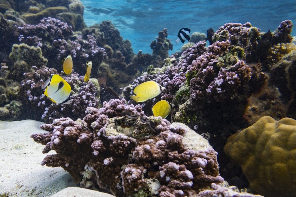 tropical fish seen scuba diving in bora bora