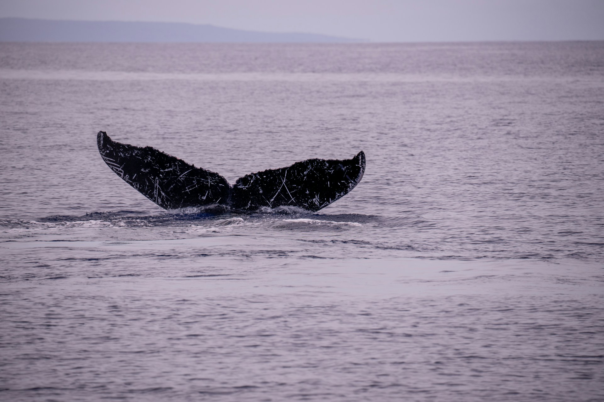 whale tail in hawaii