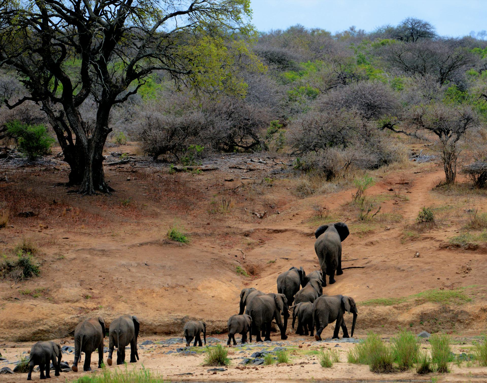 a herd of elephants walking up a small hill with baby elephants in the rear in kruger park south africa