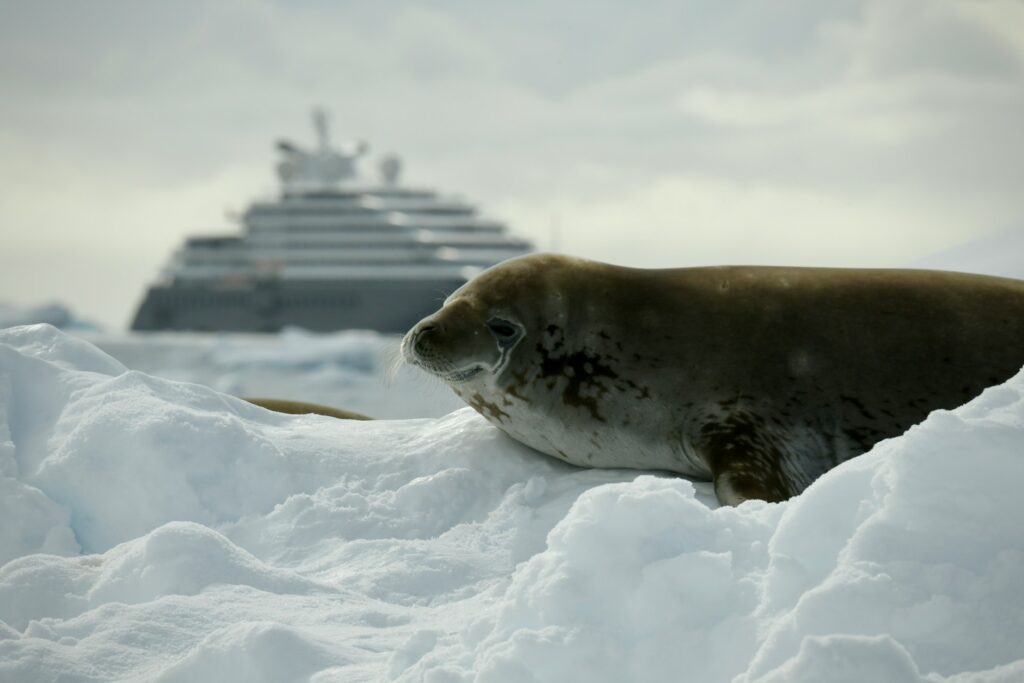 a seal laying on the snow with a cruise ship in the background