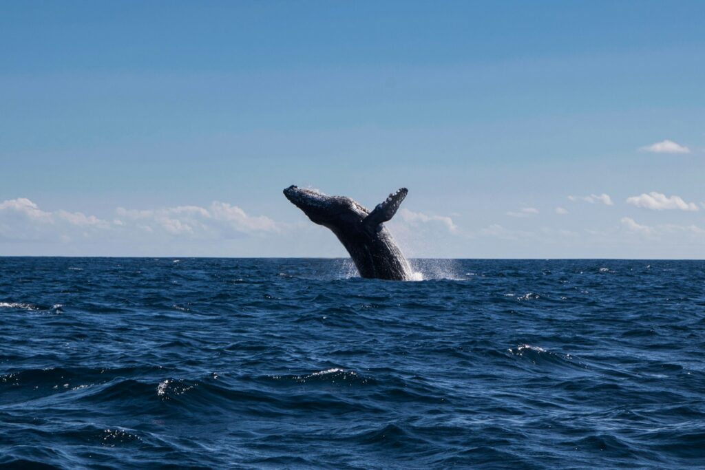 a whale jumping out of the water in Cabo San Lucas