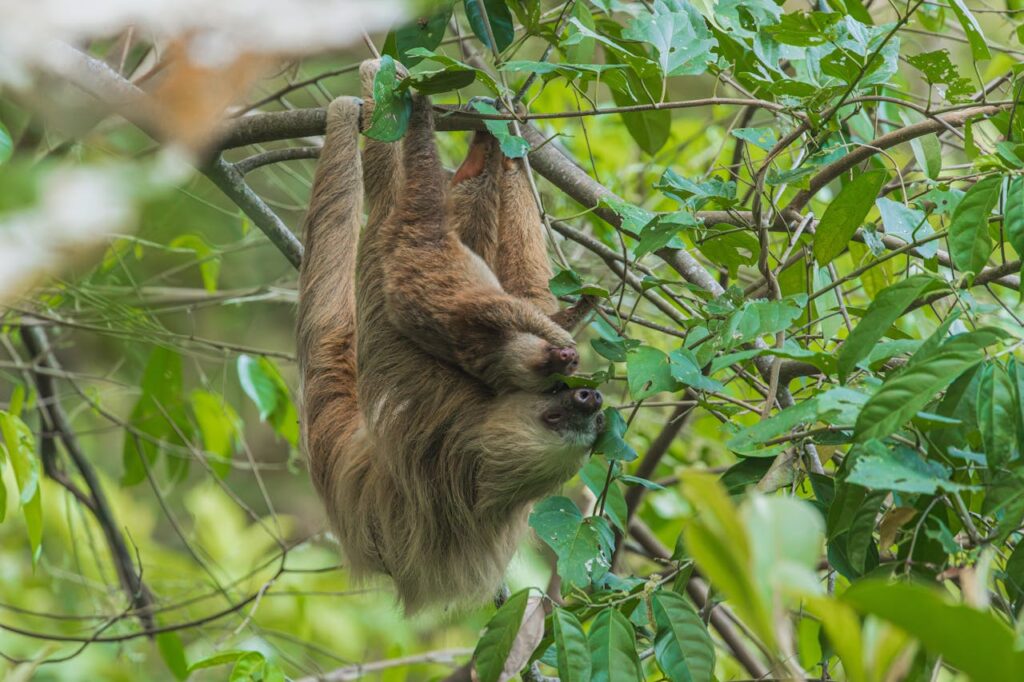 baby sloth hanging from an adult sloth hanging on a branch