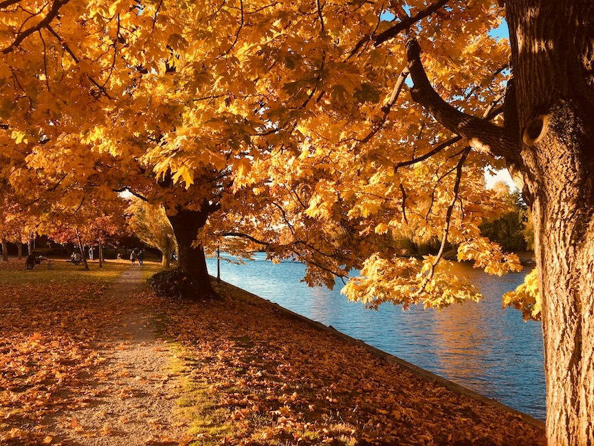 big leafy tree turning orange near a body of water with the pathway covered with fallen golden leaves