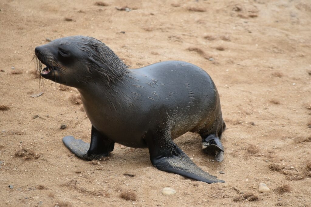 black seal on sand at cape cross seal reserve