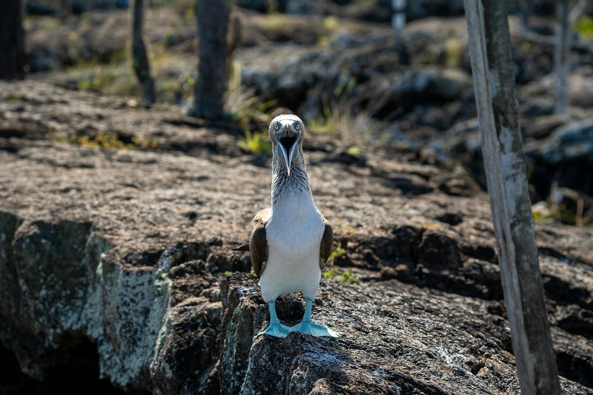 blue footed boobie in Galapgos screaming at the camera.jpg