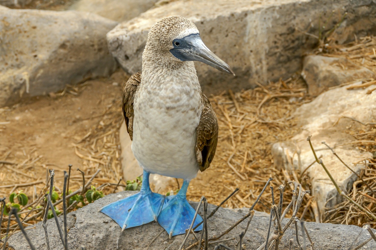 blue footed booy in the galapagos islands standing nicely on a rock