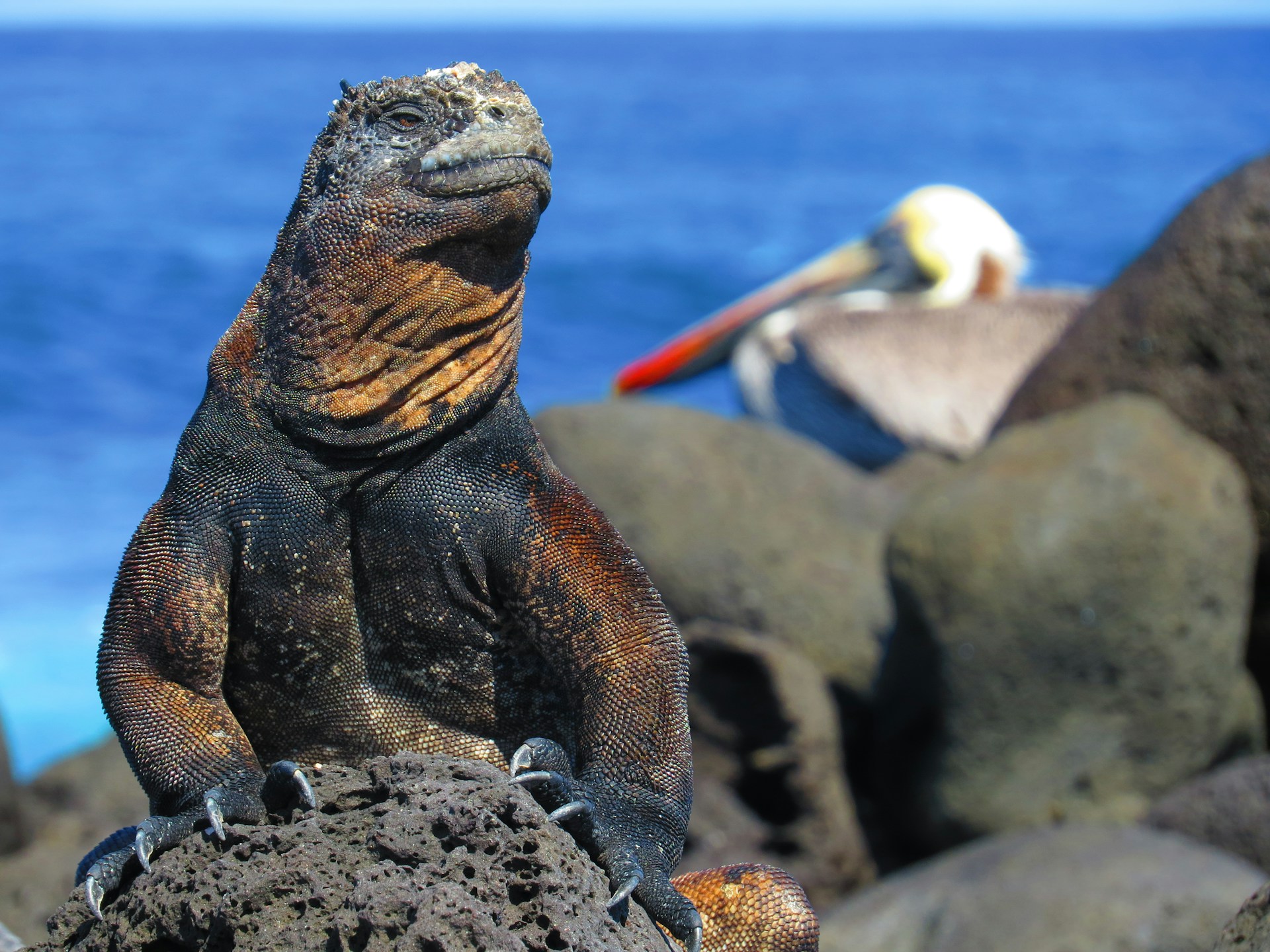 brown and black iguana on gray rock in Galapagos