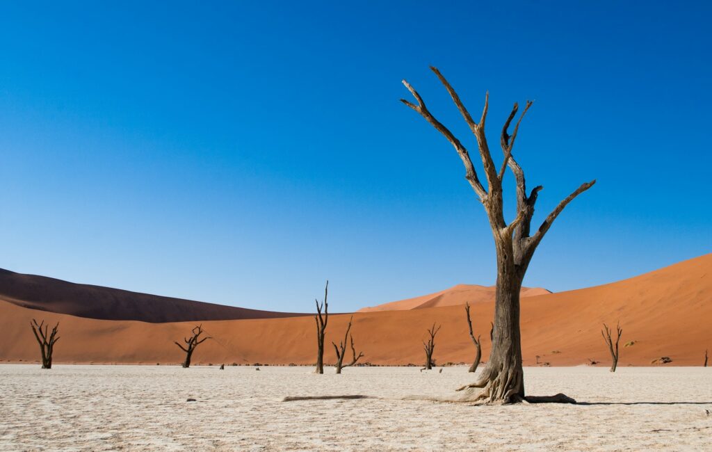 brown barn tree in the desert Namib-Naukluft National Park Namibia