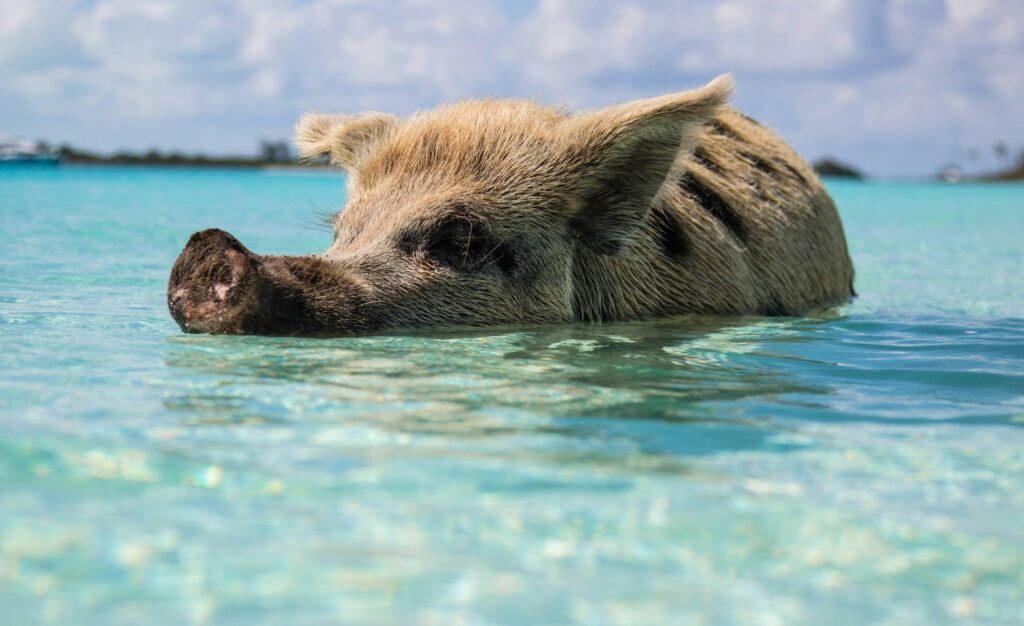 brown pig swimming in exuma bahamas