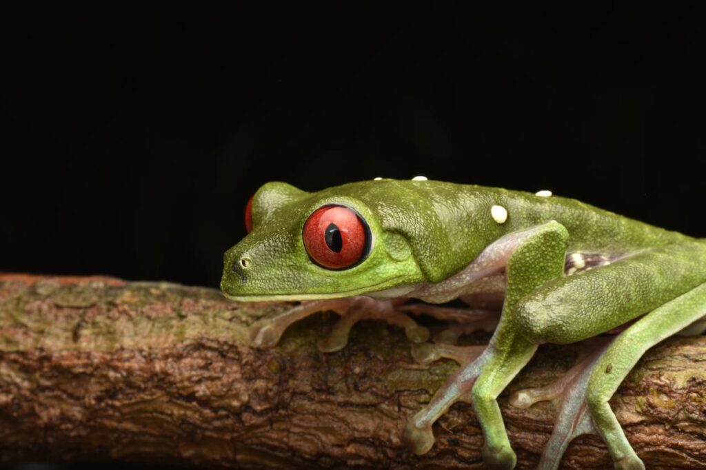 green frog sitting on a branch