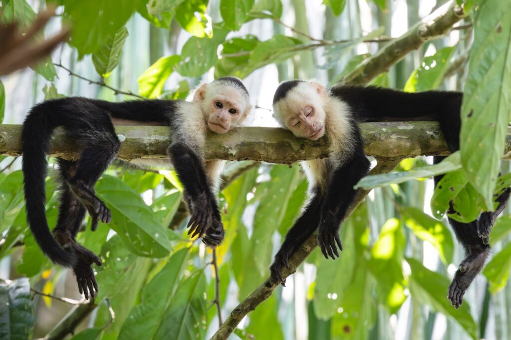 close up of monkeys sitting on a tree