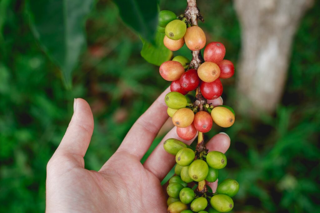 hand holding coffee berries from Kona Coffee Holualoa