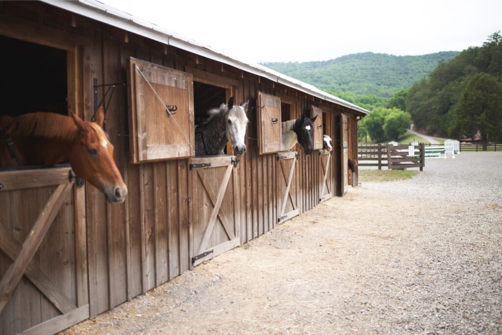 horses at Blackberry Farms