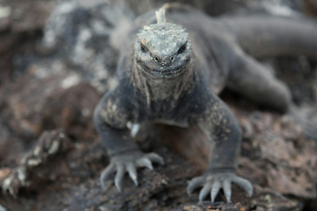 lizard staring at camera in galapagos