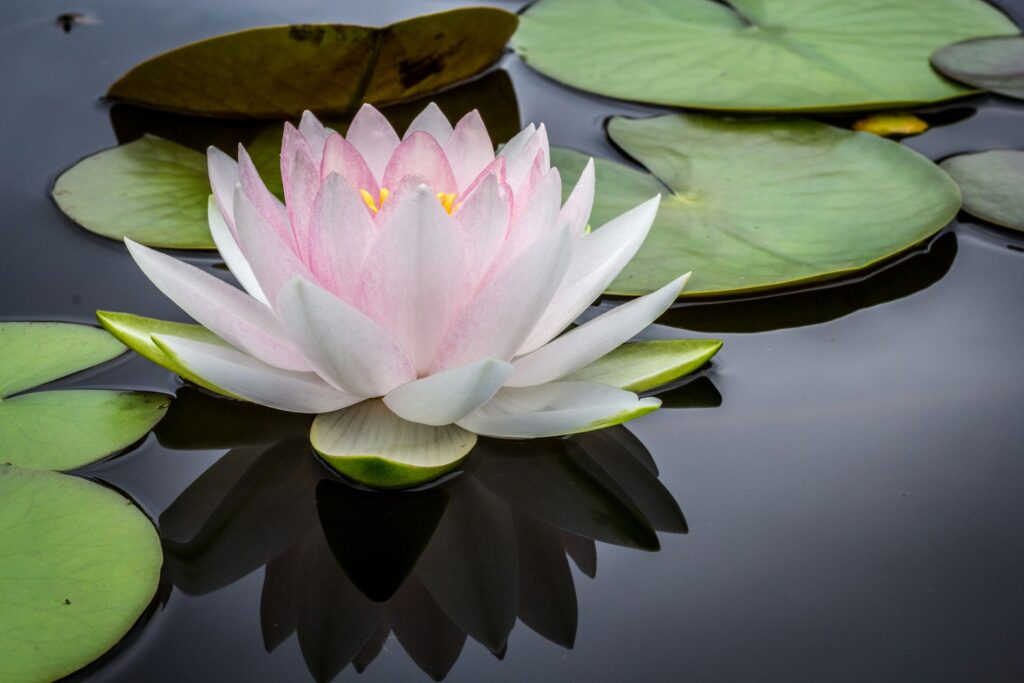 lotus flower on water near lily pads