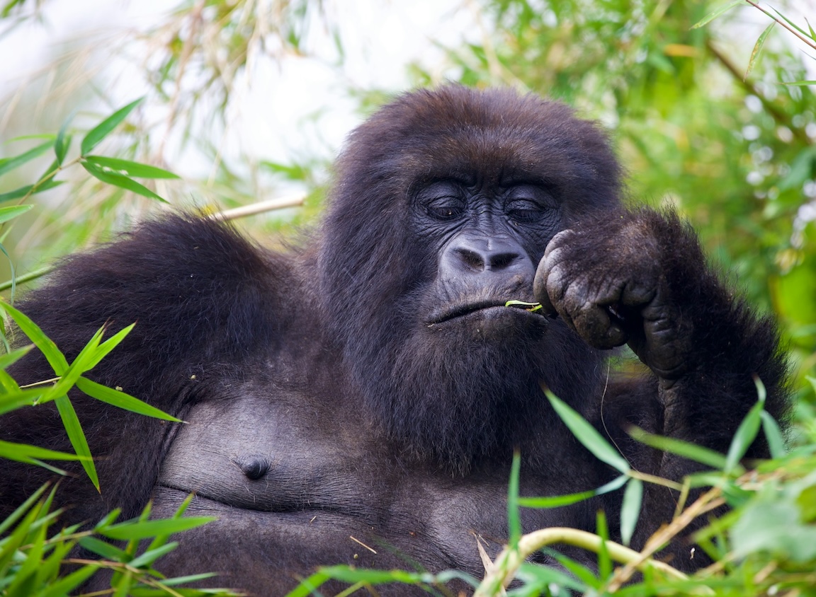 mountain gorilla snacking on some greens in Rwanda