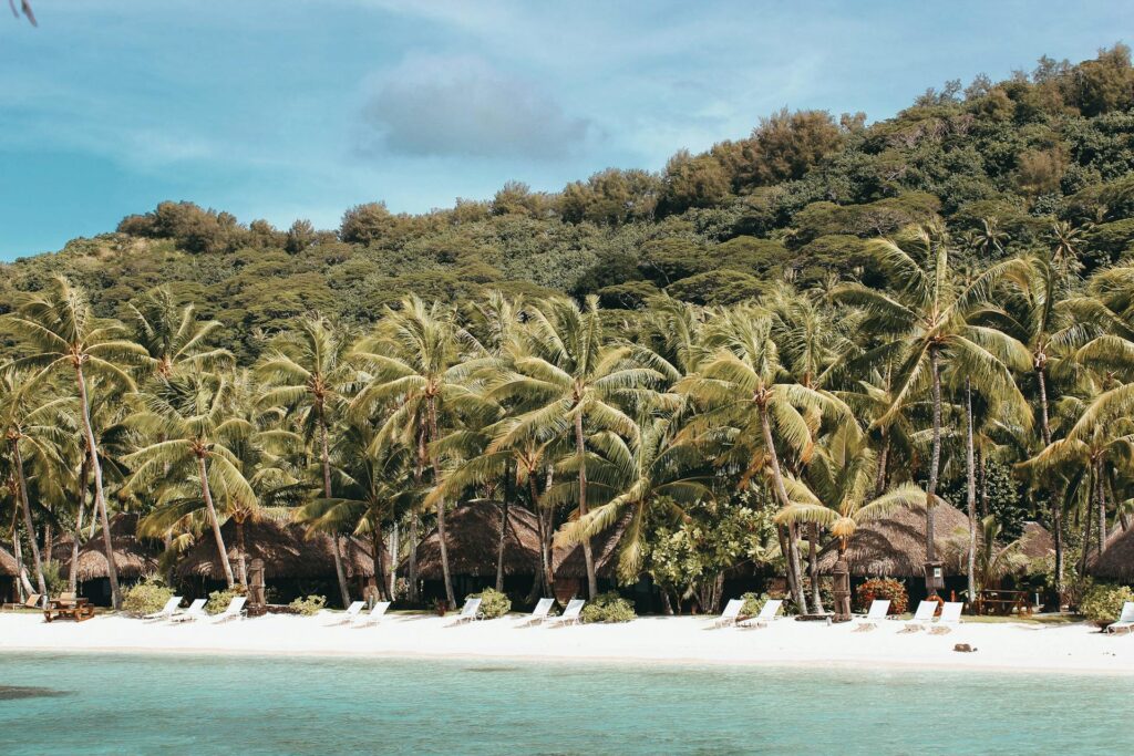 palm trees covering small residences near the beach shore