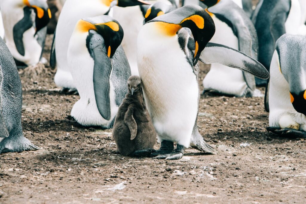 a group of penguins