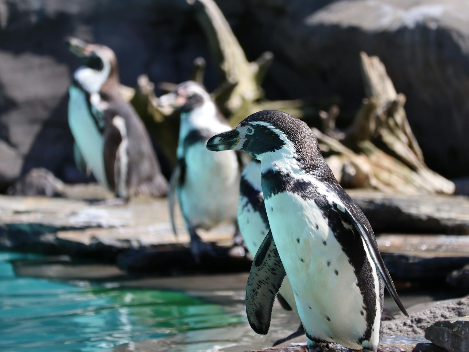 penguins on a rocky surface by the water