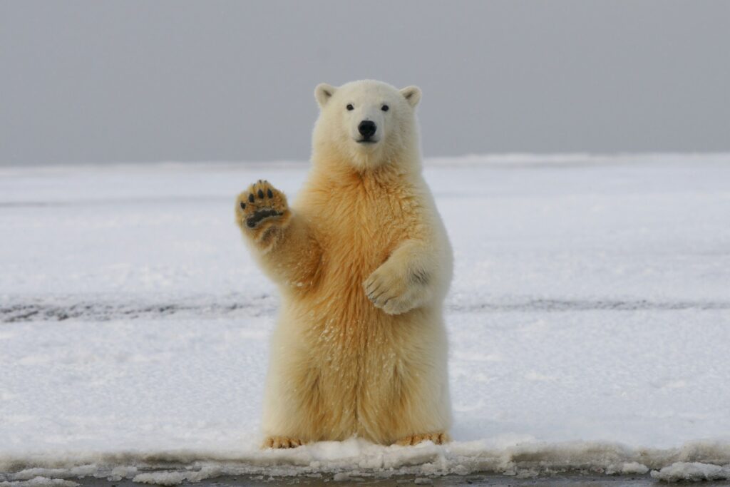 polar bear waving