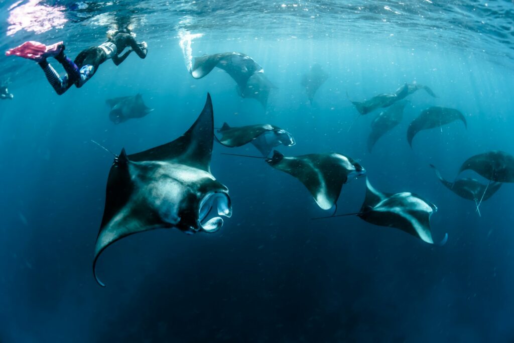 snorkeling with manta ray