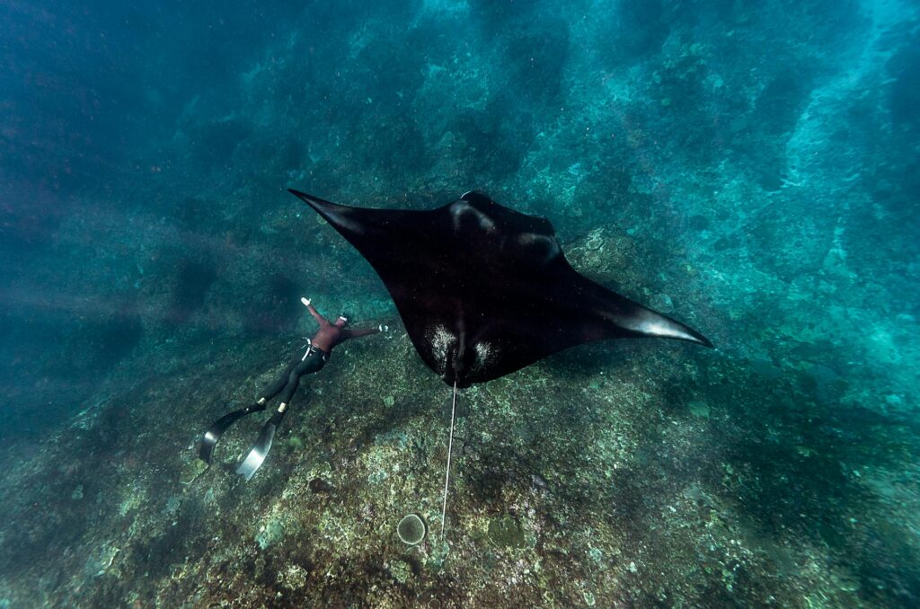 person snorkeling with a manta ray