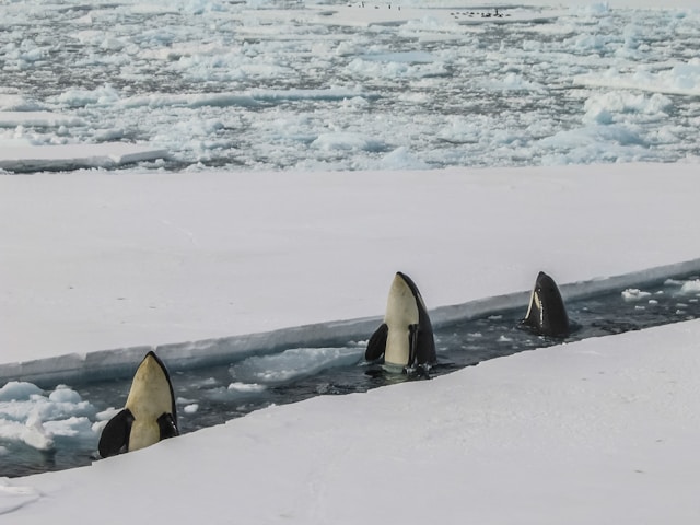 three orca whales bobbing out of a clear patch of ice looking for food