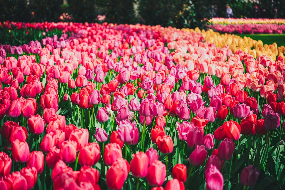 tulip fields blossiming in spring in europe