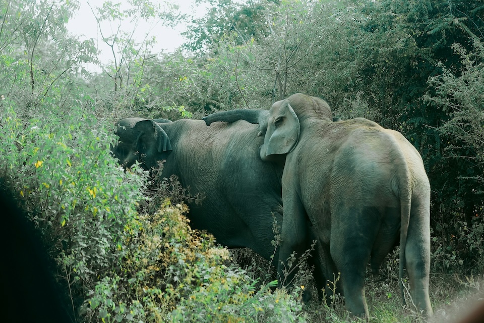 two elephants walking through a lush forest in Udawalawa national park