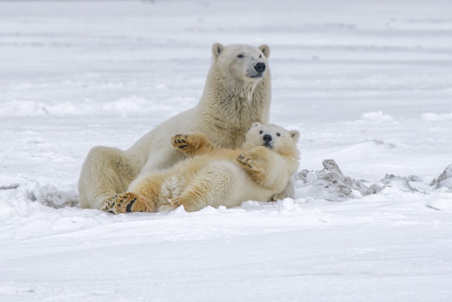 two polar bears playing in the snow during daytime