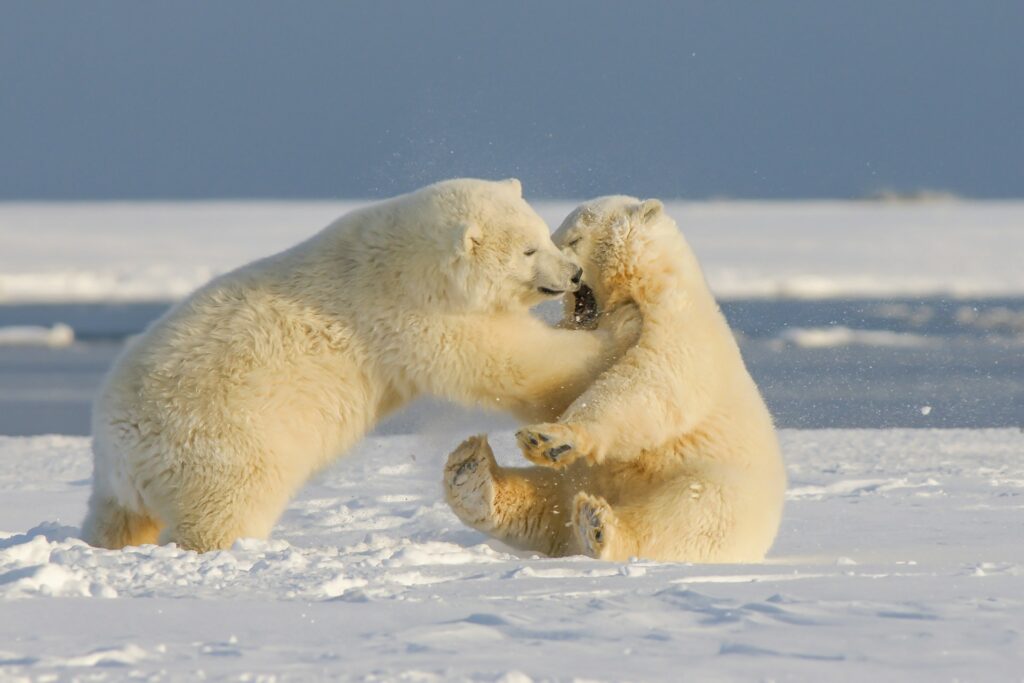 polar bears playing on ice