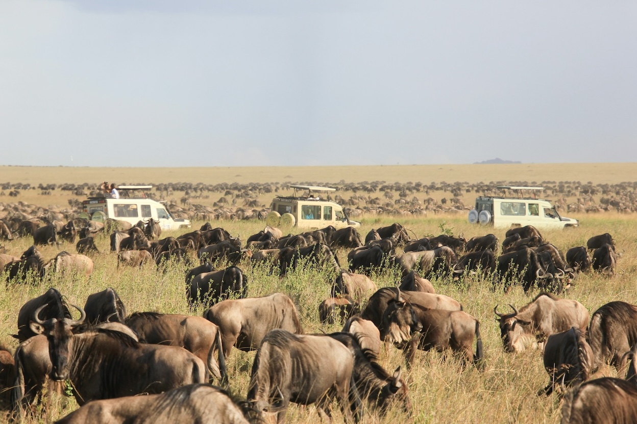 wildebeast migration being watched by people on safari