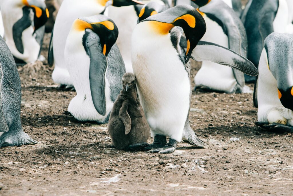 wildlife flock of penguins