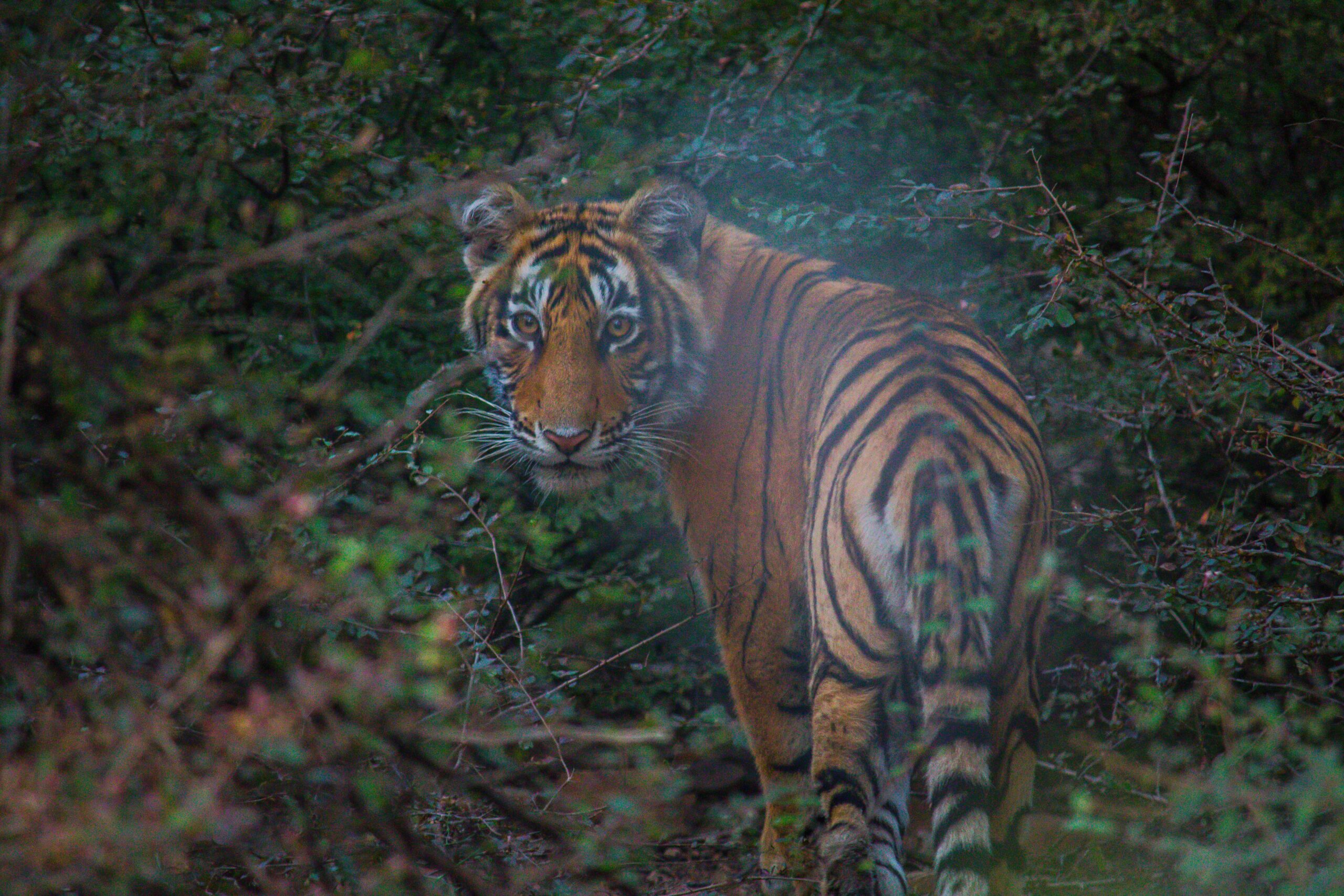 Bengal tiger walking into dense green brush and looking back over its shoulder in an Indian tiger reserve