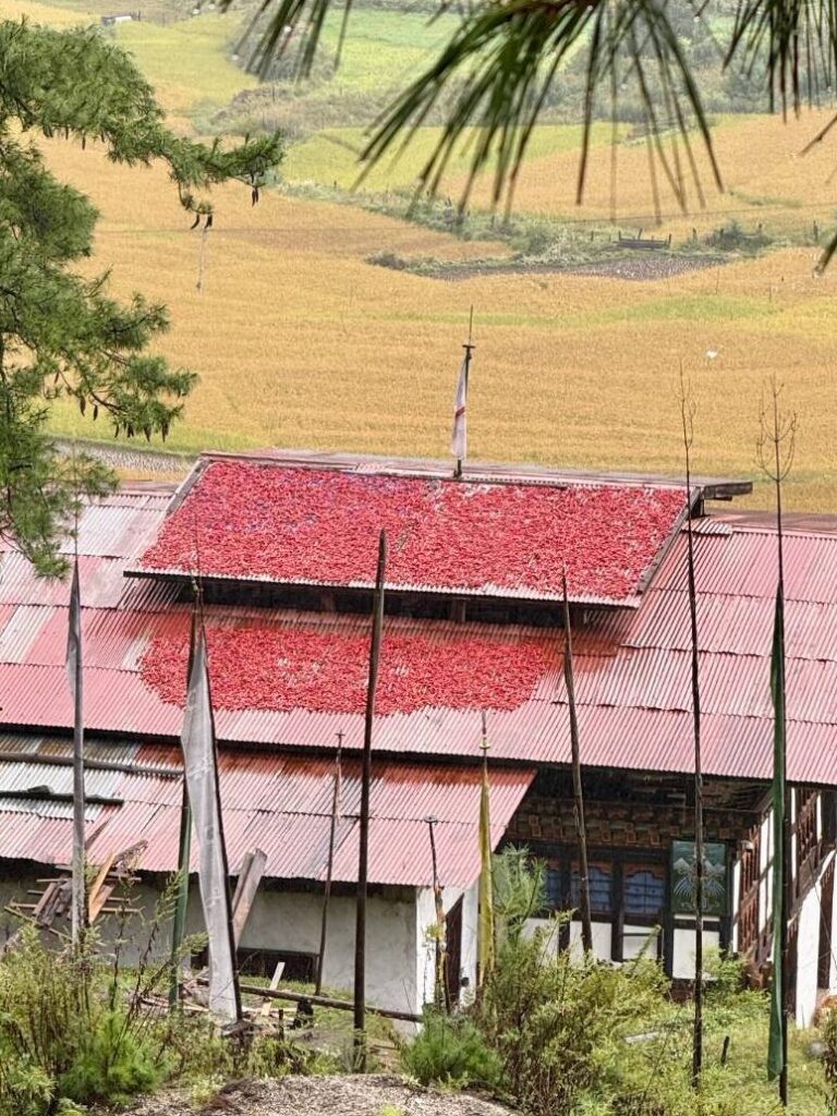 Red chilies drying on the metal roof of a Bhutanese farmhouse above golden rice fields