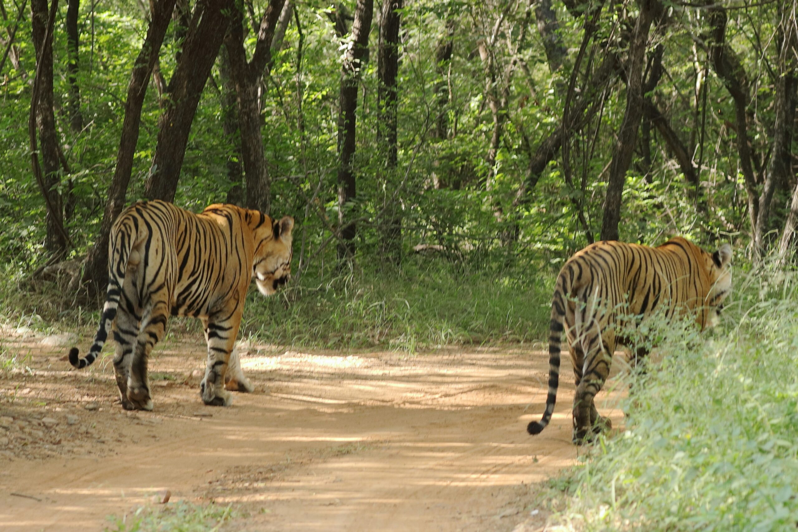 Two Bengal tigers walking away along a dirt safari track into green forest in Ranthambore Tiger Reserve, Rajasthan